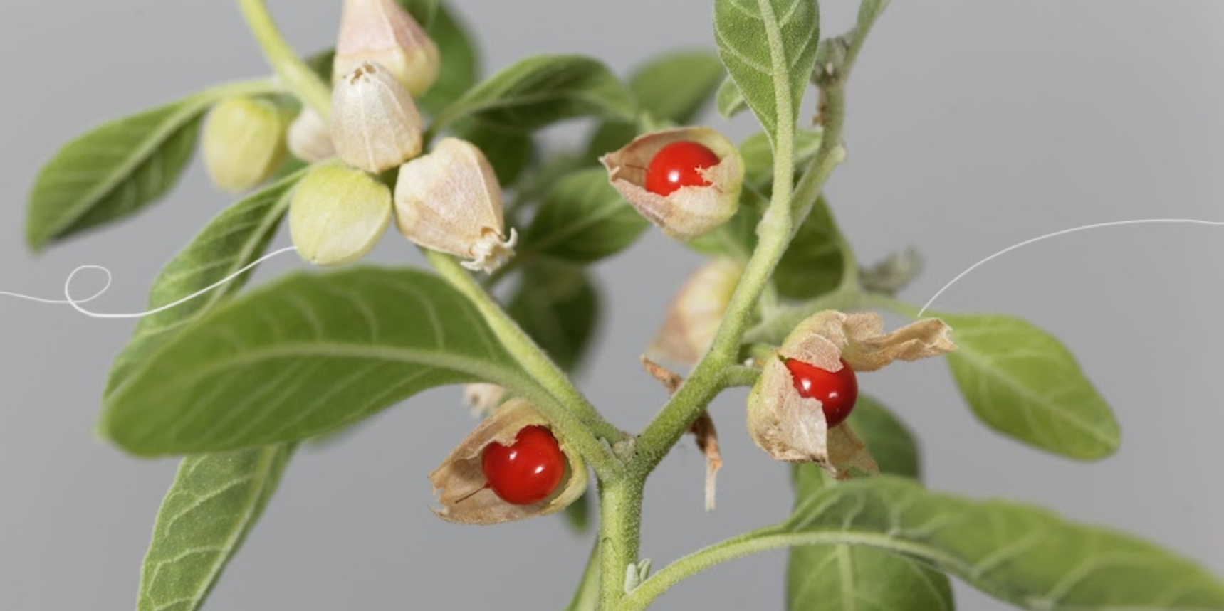 Ashwagandha